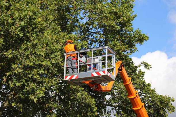 How Our Tree Care Process Works  in  Orland, CA