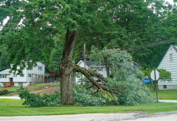 Orland, CA Tree Care Services Company