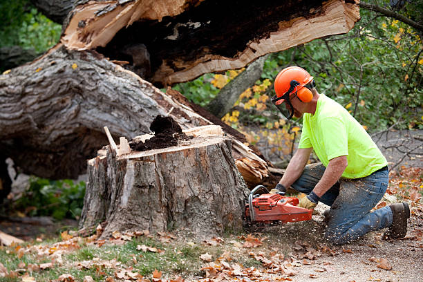 Best Tree Mulching  in Orland, CA